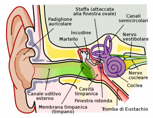 anatomia-orecchio